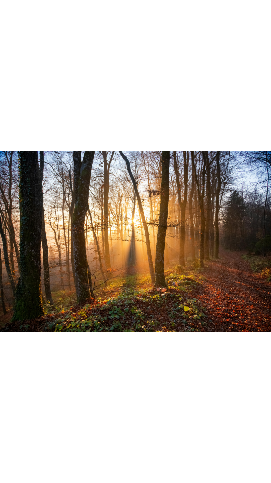 Peaceful sunrise path symbolising healing and hope after trauma
