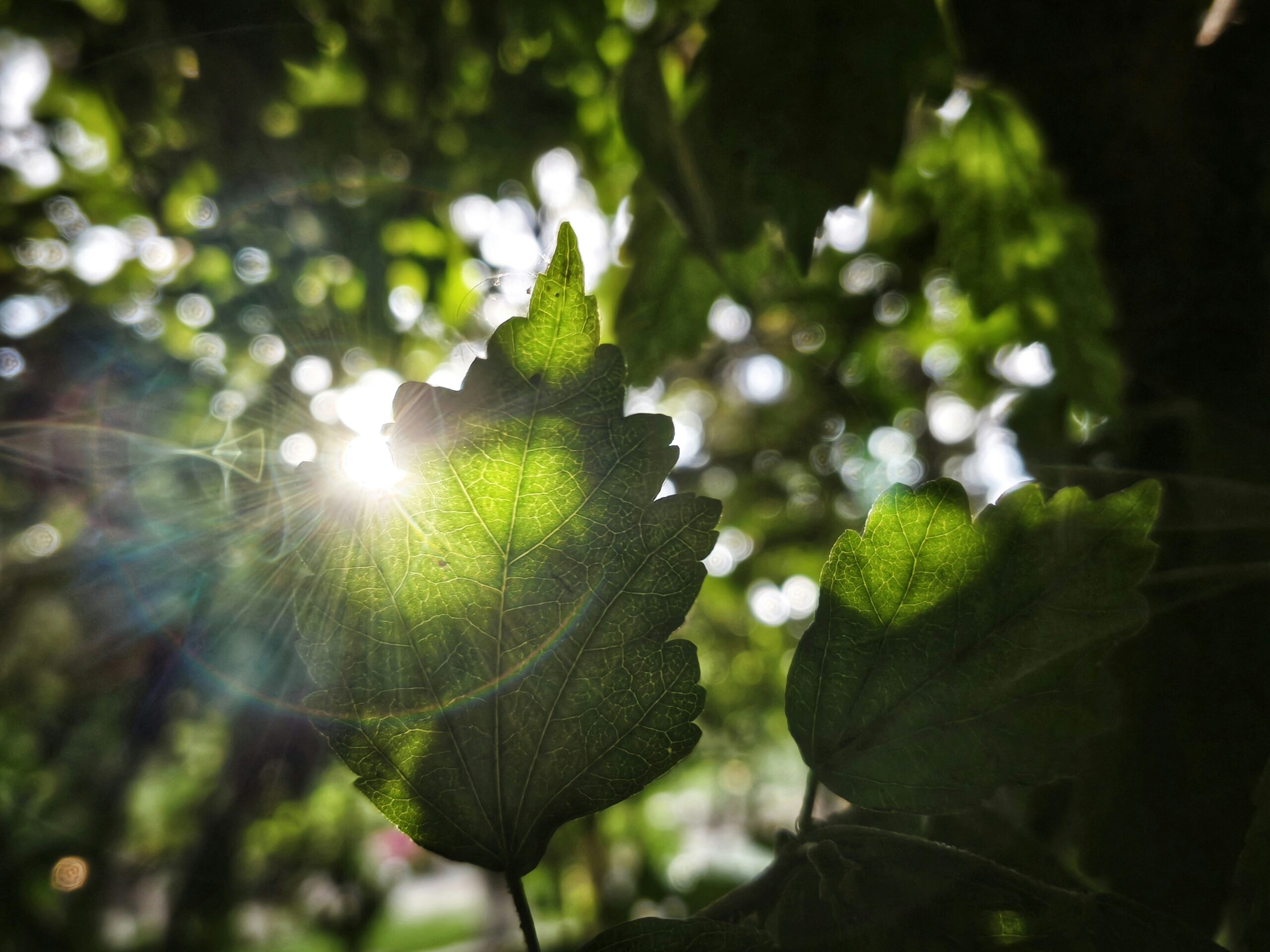 Sunlight streaming through green leaves, or hands planting seeds in rich soil.<br />
